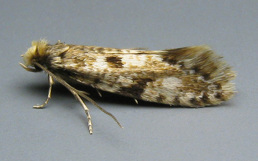 Image 1: Male - lateral view - grey background